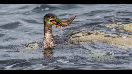 Tepeli karabatak » European Shag » Phalacrocorax aristotelis