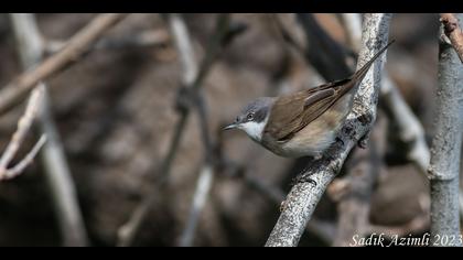Küçük akgerdanlı ötleğen » Lesser Whitethroat » Sylvia curruca