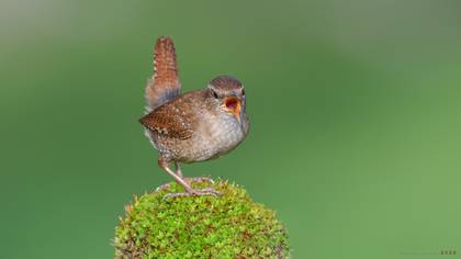 Eurasian Wren
