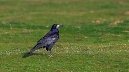 Rook
