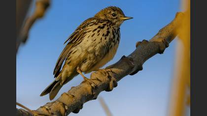 Meadow Pipit