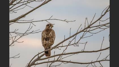 Common Buzzard