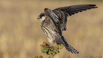 Red-footed Falcon