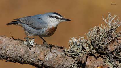 Krüper`s Nuthatch
