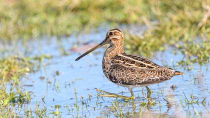 Common Snipe