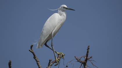 Little Egret