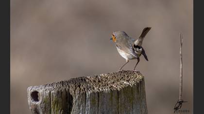 European Robin