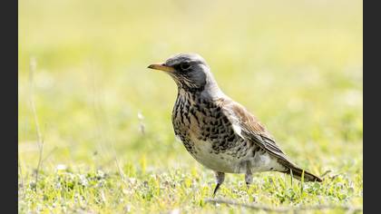 Fieldfare