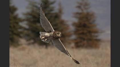 Short-eared Owl