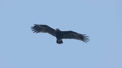 Greater Spotted Eagle