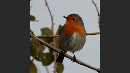European Robin