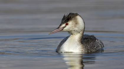 Great Crested Grebe
