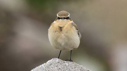 Northern Wheatear