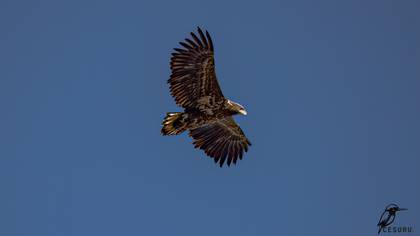 White-tailed Eagle