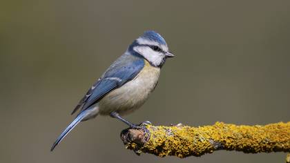 Eurasian Blue Tit