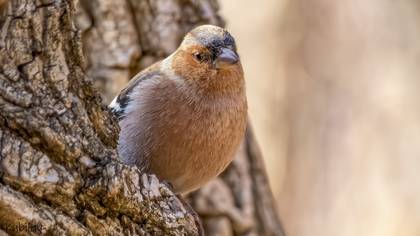 Common Chaffinch