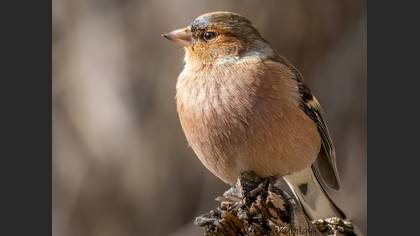 Common Chaffinch