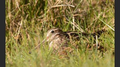 Common Snipe