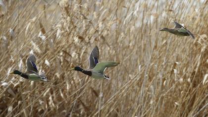 Yeşilbaş » Mallard » Anas platyrhynchos