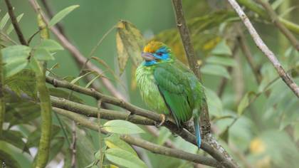 Tanımsız