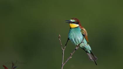 Arıkuşu » European Bee-eater » Merops apiaster