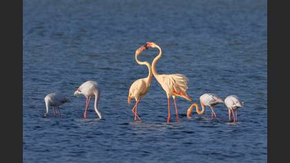 Flamingo