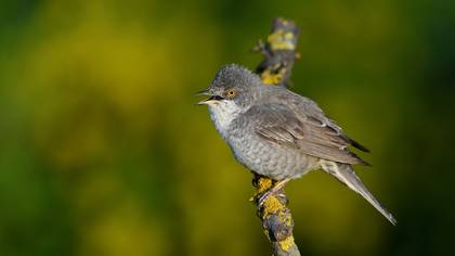 Çizgili ötleğen » Barred Warbler » Sylvia nisoria