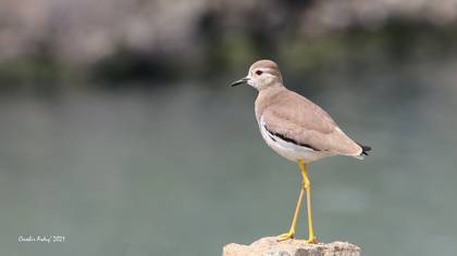 Akkuyruklu kızkuşu » White-tailed Lapwing » Vanellus leucurus