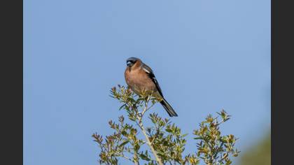 İspinoz