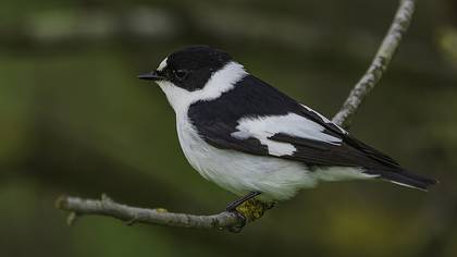 Halkalı sinekkapan » Collared Flycatcher » Ficedula albicollis