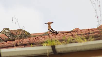 İbibik » Eurasian Hoopoe » Upupa epops