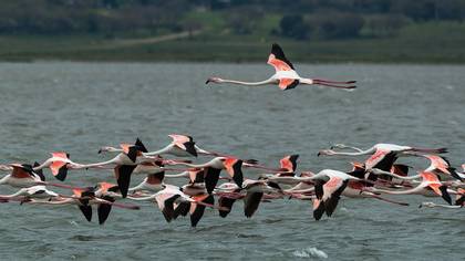 Flamingo