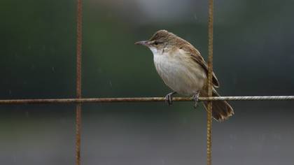 Büyük kamışçın » Great Reed Warbler » Acrocephalus arundinaceus