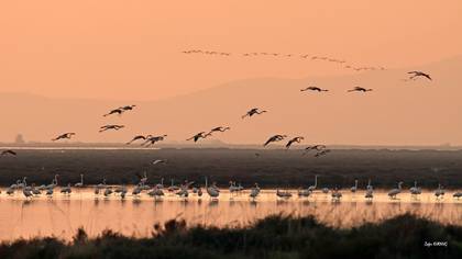 Flamingo