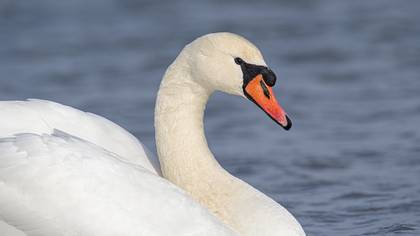 Kuğu » Mute Swan » Cygnus olor