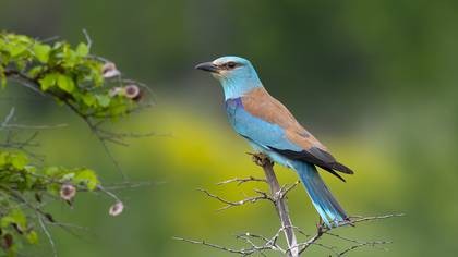 Gökkuzgun » European Roller » Coracias garrulus