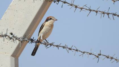 Kızılbaşlı örümcekkuşu » Woodchat Shrike » Lanius senator