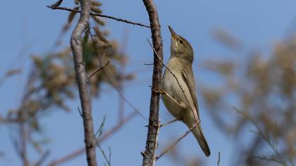 Çalı kamışçını