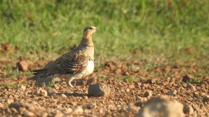 Kılkuyruk bağırtlak » Pin-tailed Sandgrouse » Pterocles alchata