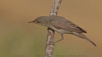 Zeytin mukallidi