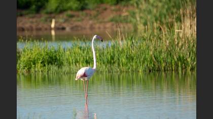 Flamingo
