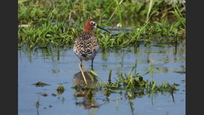 Kızıl kumkuşu