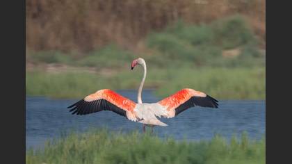 Flamingo