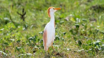 Sığır balıkçılı » Western Cattle Egret » Ardea ibis