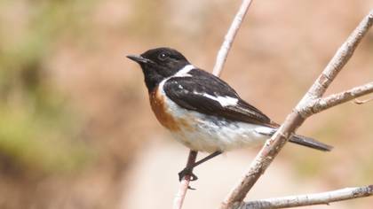 Sibirya taşkuşu » Siberian Stonechat » Saxicola maurus