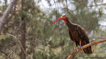Kelaynak » Northern Bald Ibis » Geronticus eremita