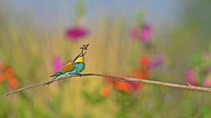 Arıkuşu » European Bee-eater » Merops apiaster