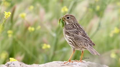 Tarla kirazkuşu