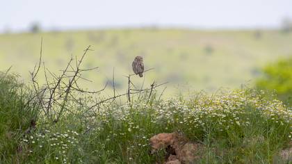 Kukumav » Little Owl » Athene noctua