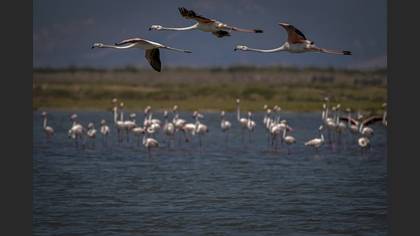 Flamingo